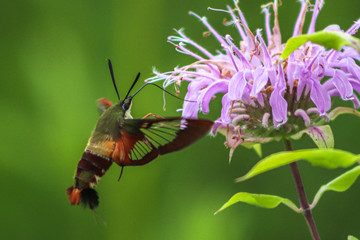 Hummingbird Hawk-Moth feeding on a wildflower