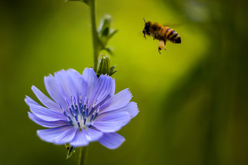 Bee mid-flight as it approaches a wildflower