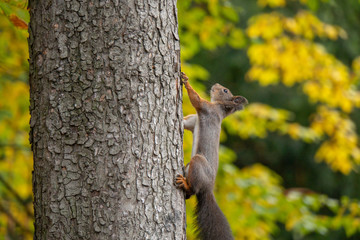 Eichhörnchem am Baum im Herbst