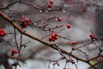 Tree with red Rowan berries in the forest