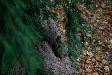 Eichhörnchen auf Baum sucht nach Essen