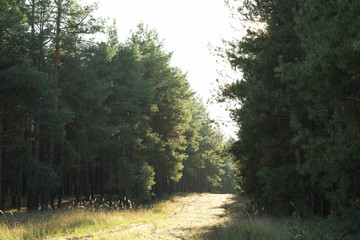 Fototapeta na wymiar Sand road in pine forest. Beautiful sunny day