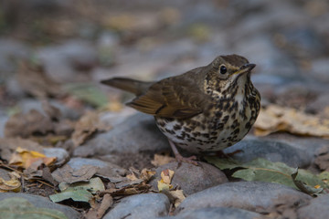The Tordo Bottaccio on the rock