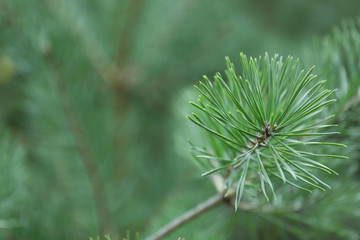 Pine needles on tree branch, close up and space for text