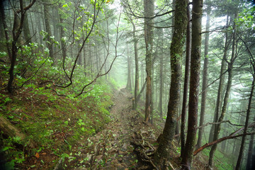 Misty Appalachian Trail just after a thunderstorm