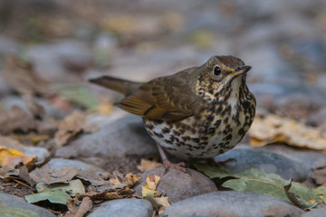 The Tordo Bottaccio on the rock