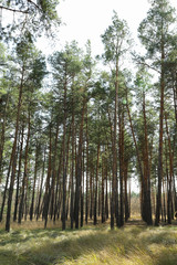 Pine tree forest with beautiful grass, space for text