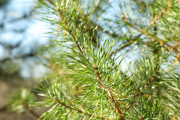 Pine needles on tree branch, close up and space for text