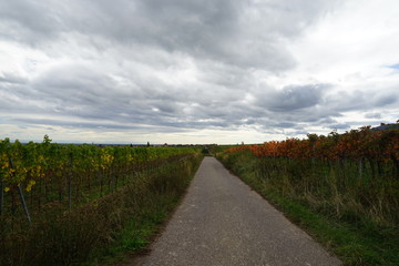 Wanderung in den Weinbergen der Südlichen Weinstrasse