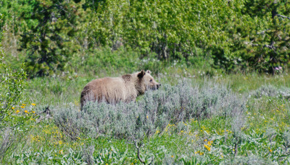 Fototapeta na wymiar Grizzly, Grand Teton National Park