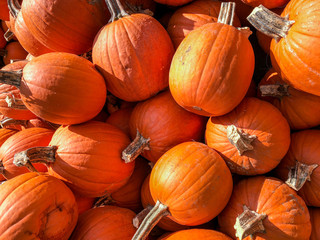Autumn and fall gourds and pumpkins. Seasonal decorations or food for Halloween and Thanksgiving.