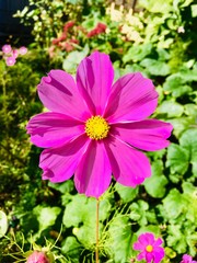 Cosmea, Schmuckkörbchen