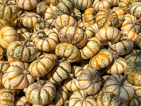 Autumn and fall gourds and pumpkins. Seasonal decorations or food for Halloween and Thanksgiving.