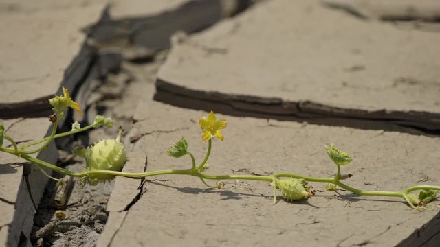 Dry and cracked soil in a desert with a nice flower. 4K Video footage