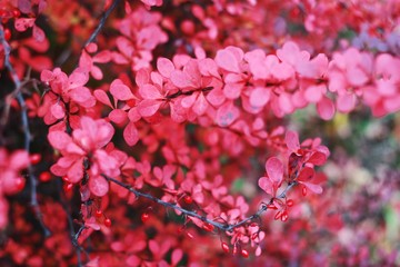 Beautiful plant with pink leaves in the park