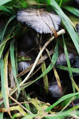 Gray mushrooms grebes and grass in the forest