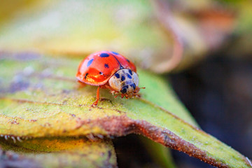 Macro of ladybug on a blade of grass