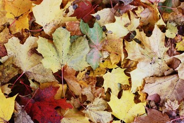 Naklejka na ściany i meble Beautiful colored autumn leaves in the Park