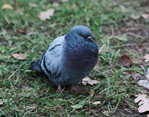 Gray pigeon walk on the asphalt in the village