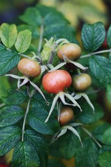 Red ripe rose with dew in the Park 