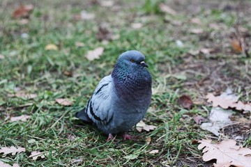Gray pigeon walk on the asphalt in the village