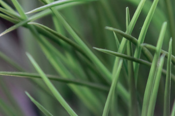 Grass Closeup