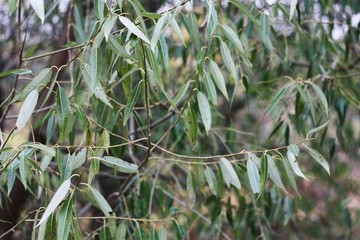 Beautiful tree with green leaves in the Park