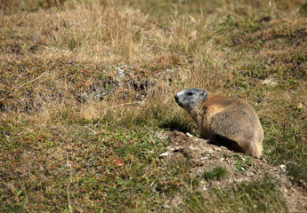 Murmeltier Marmota