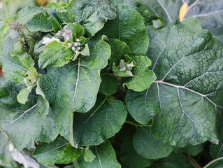 Green plant burdock in the forest close up