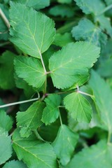 Beautiful tree with green leaves in the Park
