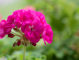 Selective focus on beautiful geranium flower in bloom. Vibrant pink geranium closeup. Copy space.