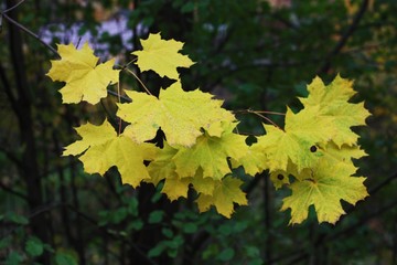 Beautiful tree with yellow leaves in the Park