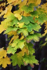 Beautiful tree with yellow leaves in the Park