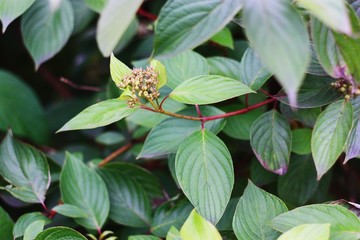 Beautiful tree with green leaves in the Park