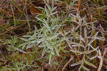 The first autumn frost on the green grass in the early morning. Beautiful background of needle grass.