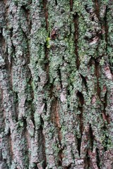Close up background of tree bark with green moss