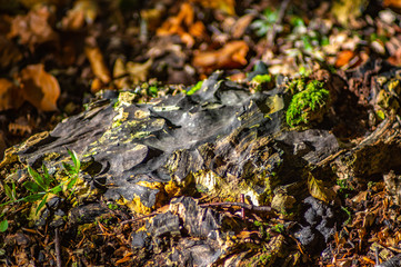 Stump in the autumn forest