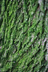 Close up background of tree bark with green moss