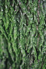 Close up background of tree bark with green moss