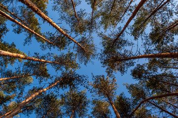 sky above the treetops in the forest