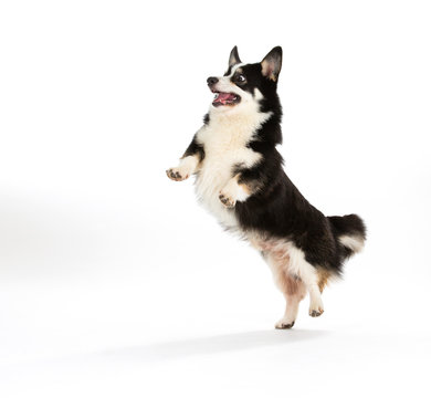 Funny dog jumping, isolated on white. Welsh Corgi puppy jumping and looking funny.