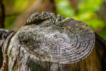 Stump in the autumn forest