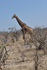 giraffe in africa