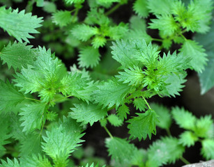 Fototapeta premium In nature grows stinging nettles (Urtica urens)