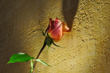 A pink rose near a rough wall illuminated by a lantern below