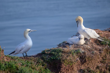 Fototapeta na wymiar northern gannet (Morus bassanus) family with a young nesting, the seabirds live on the rocks of the north sea island Heligoland, Germany, copy space