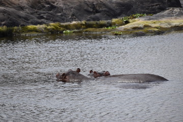 Fototapeta premium hippos in water