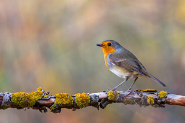 robin sits on a branch in the autumn forest