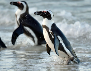 Fototapeta premium African penguins. African penguin also known as the jackass penguin, black-footed penguin. Scientific name: Spheniscus demersus. South Africa