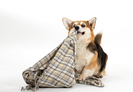 Funny dog picture, Corgi dog pulling a blanket. Isolated on white, dog looking funny. Copy space.